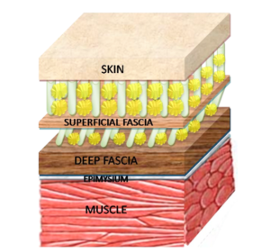 Focus on Fascia: What the Heck is it? And How Important is its Role in  Physiology: Part II
