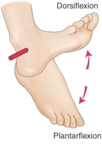 Dorsi Flexion and Plantar Flexion: Avoiding Injuries and Increasing Speed