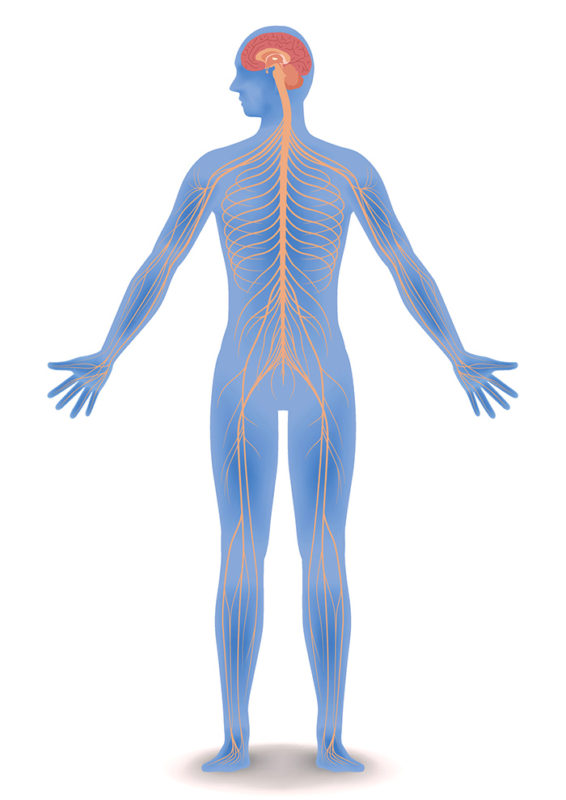 central-nervous-system-fatigue-its-effects-on-athletes-hurdles-first