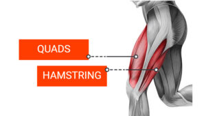 Your Quadricep to Hamstring Ratio: Why It May Be the Key to Injury Prevention